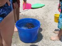 IMG_1801 The kids caught jellyfish in the ocean and held them captive